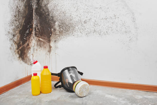 Best Certified Mold Removal  in Thief River Falls, MN