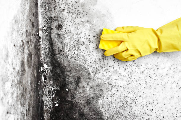 Mold Removal Process in Thief River Falls, MN