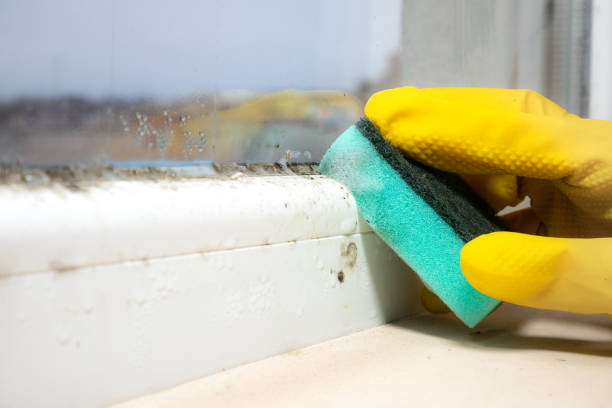 Best Commercial Mold Removal  in Thief River Falls, MN