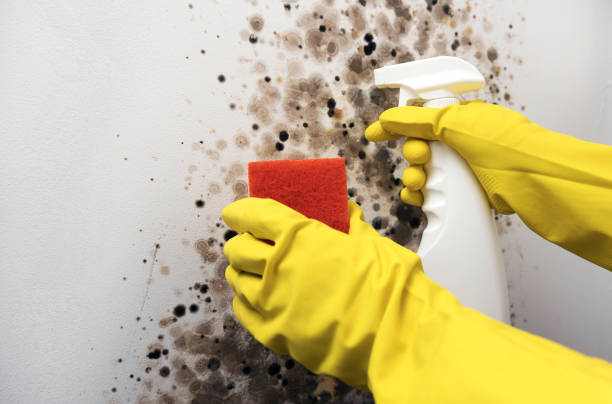 Office Mold Removal Services in Thief River Falls, MN