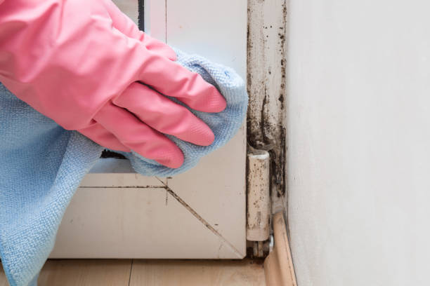 Best Local Mold Removal Service  in Thief River Falls, MN